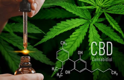 O uso medicinal da cannabis está em pauta nas Câmaras, Assembleias e no Congresso